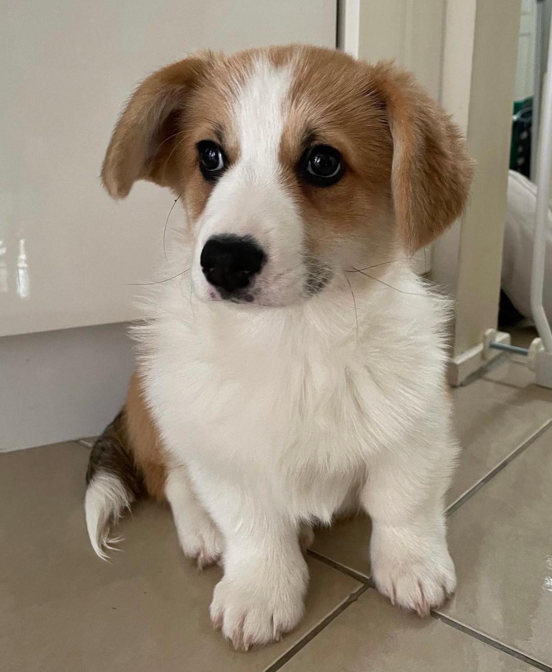 Archie-male-corgi