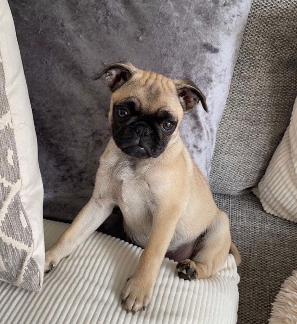 Ava-female-pug