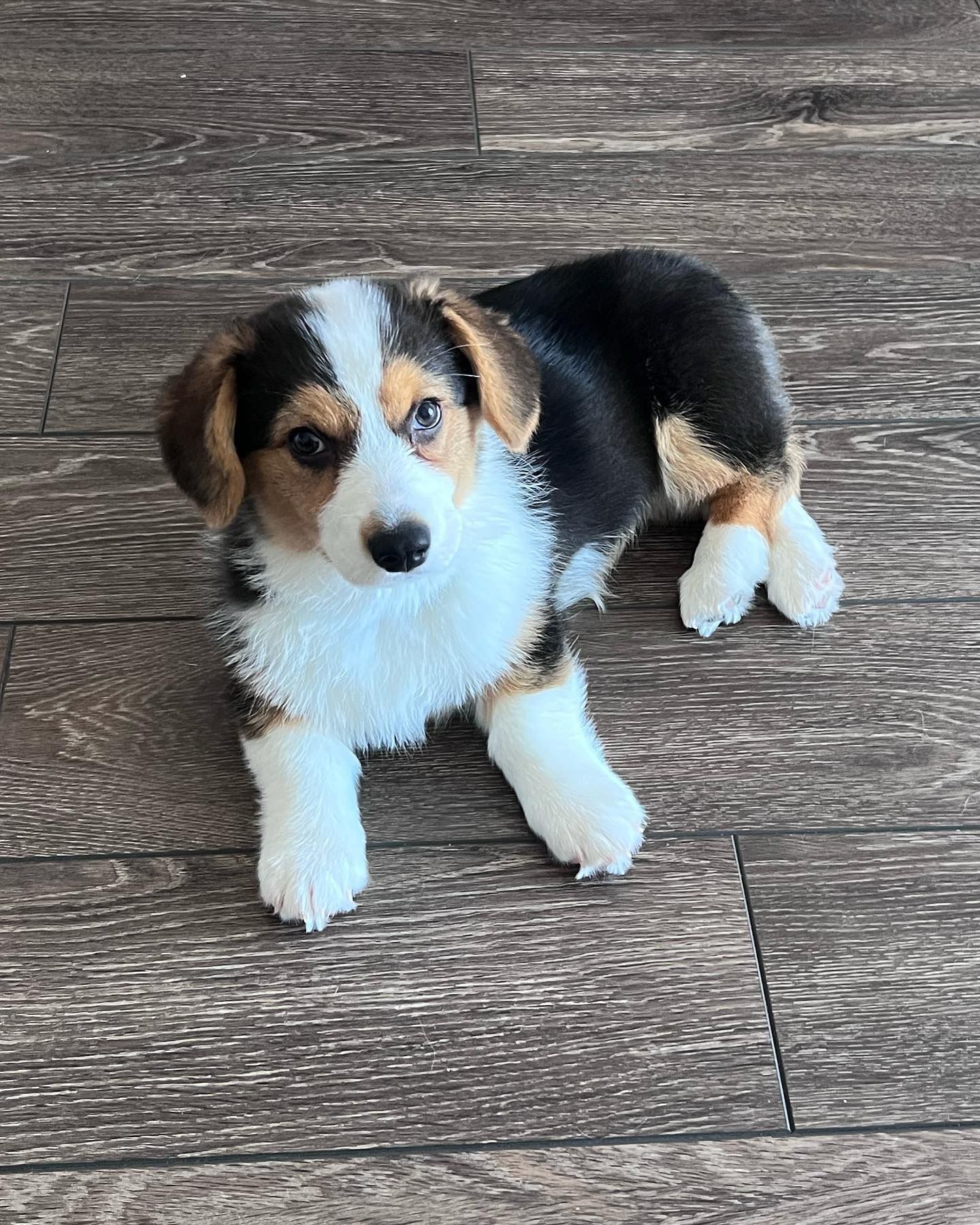 Coco-female-corgi