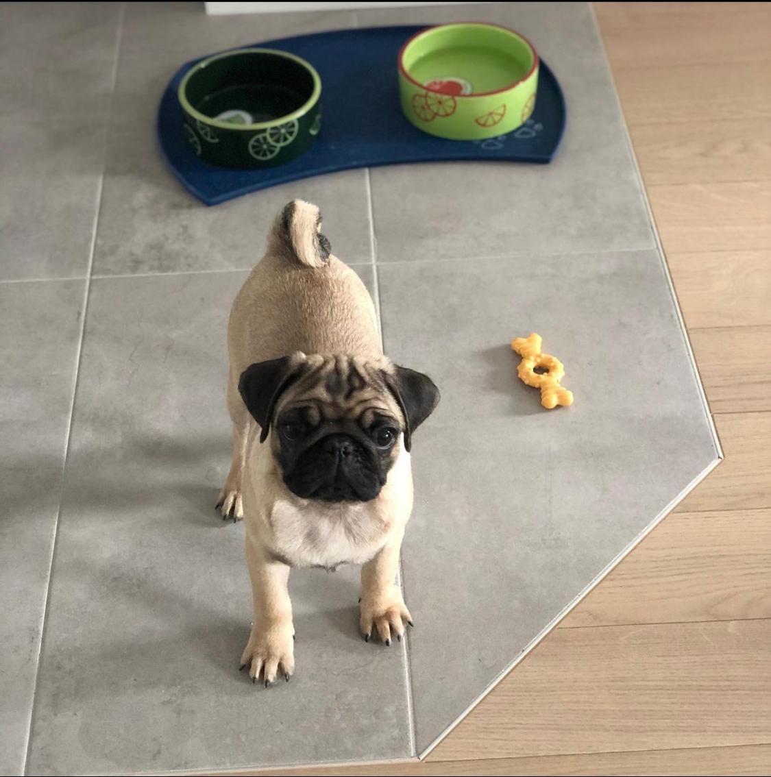 Cosmos-male-pug