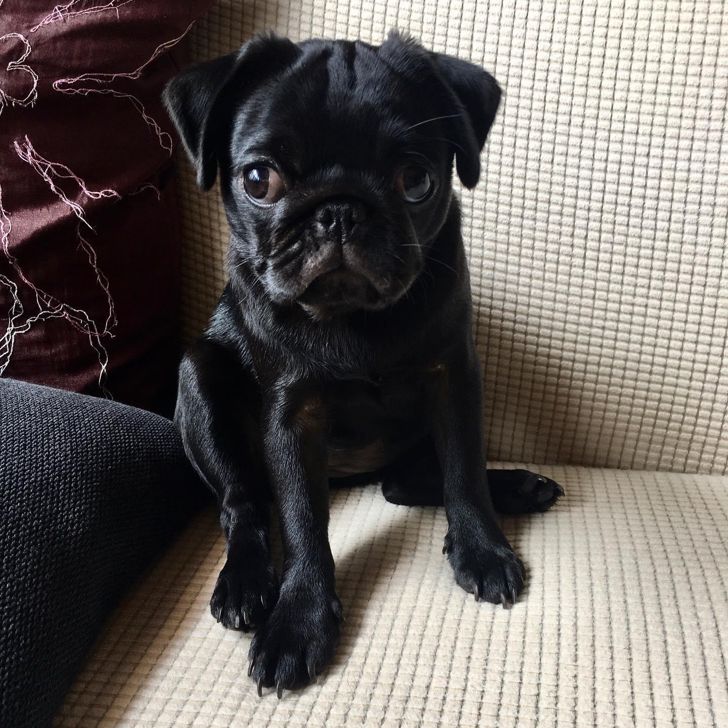 Dahlia-female-pug