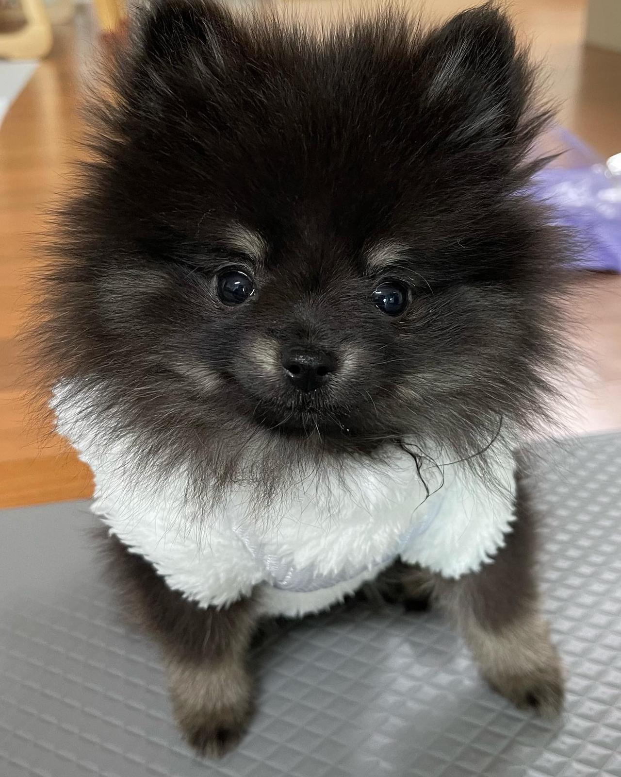 Darcy-male-pom