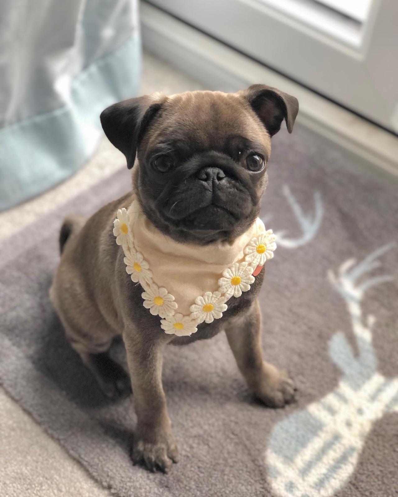 Elsie-female-pug