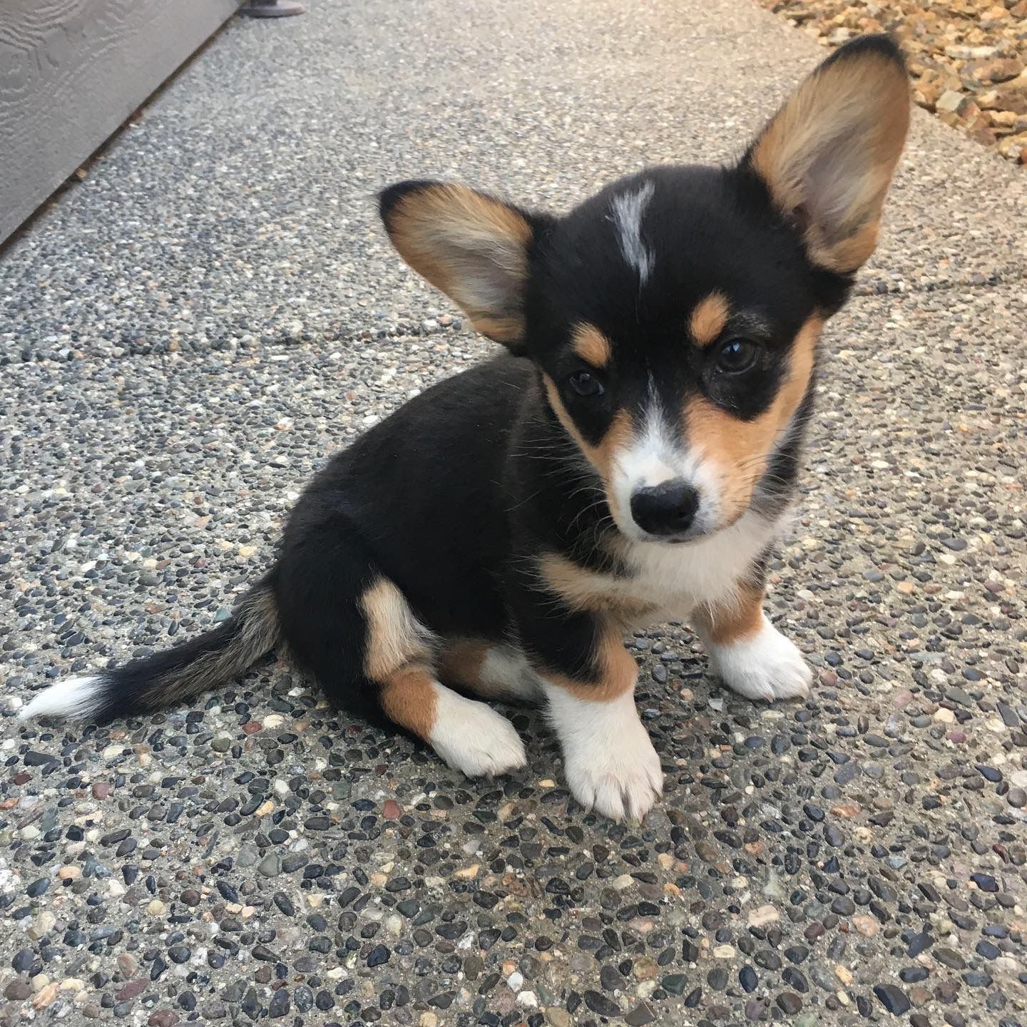 Fern-female-corgi