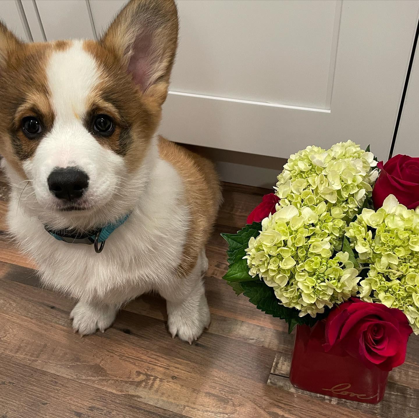 Frankie-male-corgi