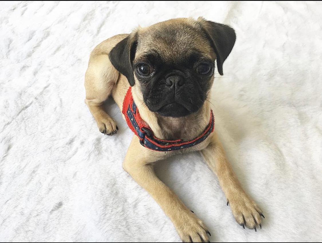 Freida-female-pug