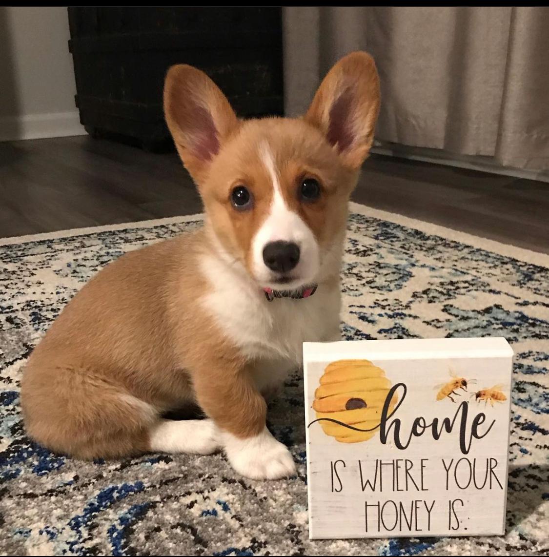 Honey-female-corgi