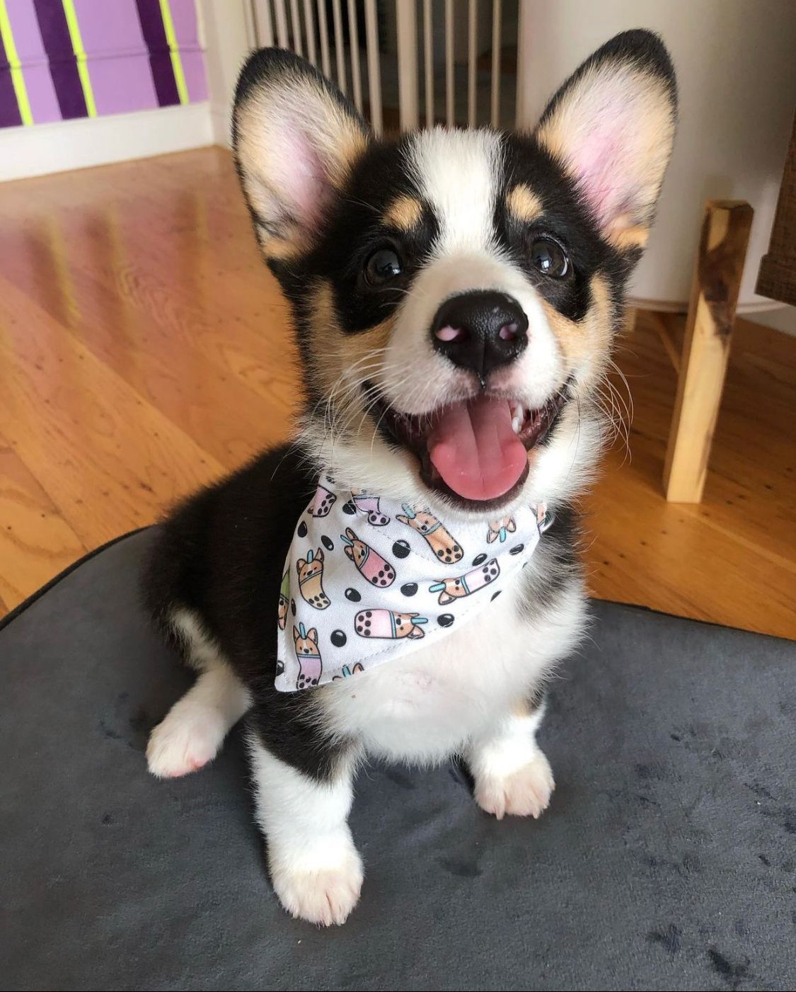 Jasper-male-corgi