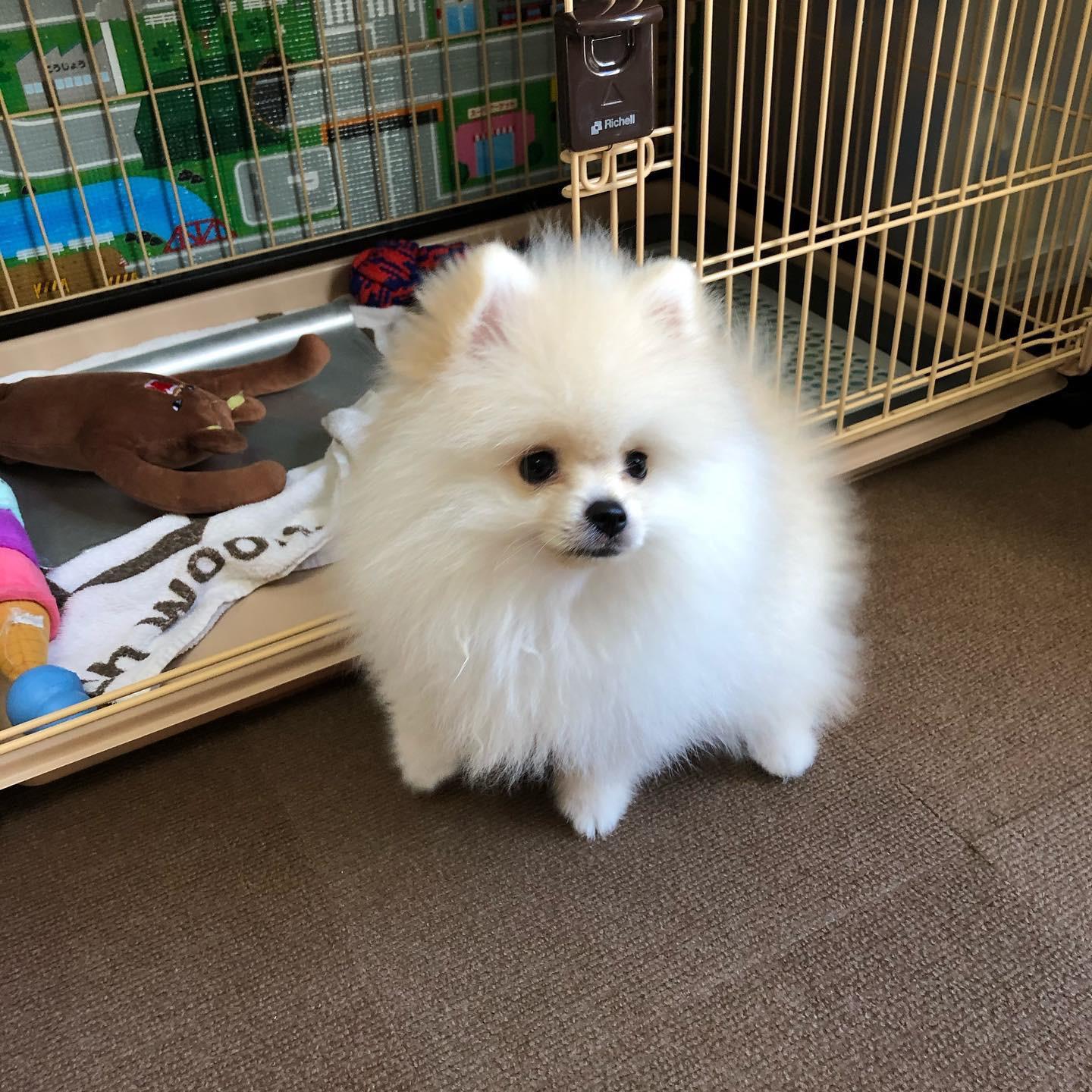 Kelvin-male-pom