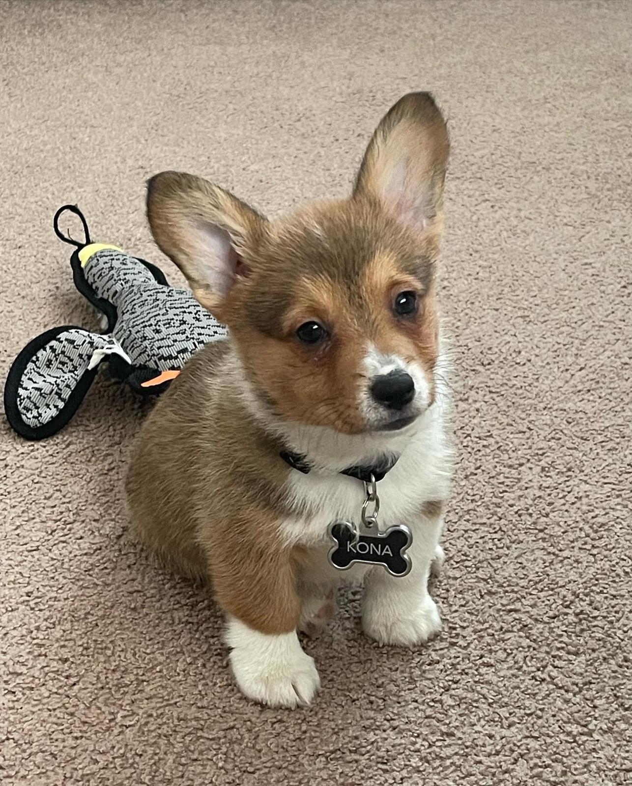 Kona-male-corgi