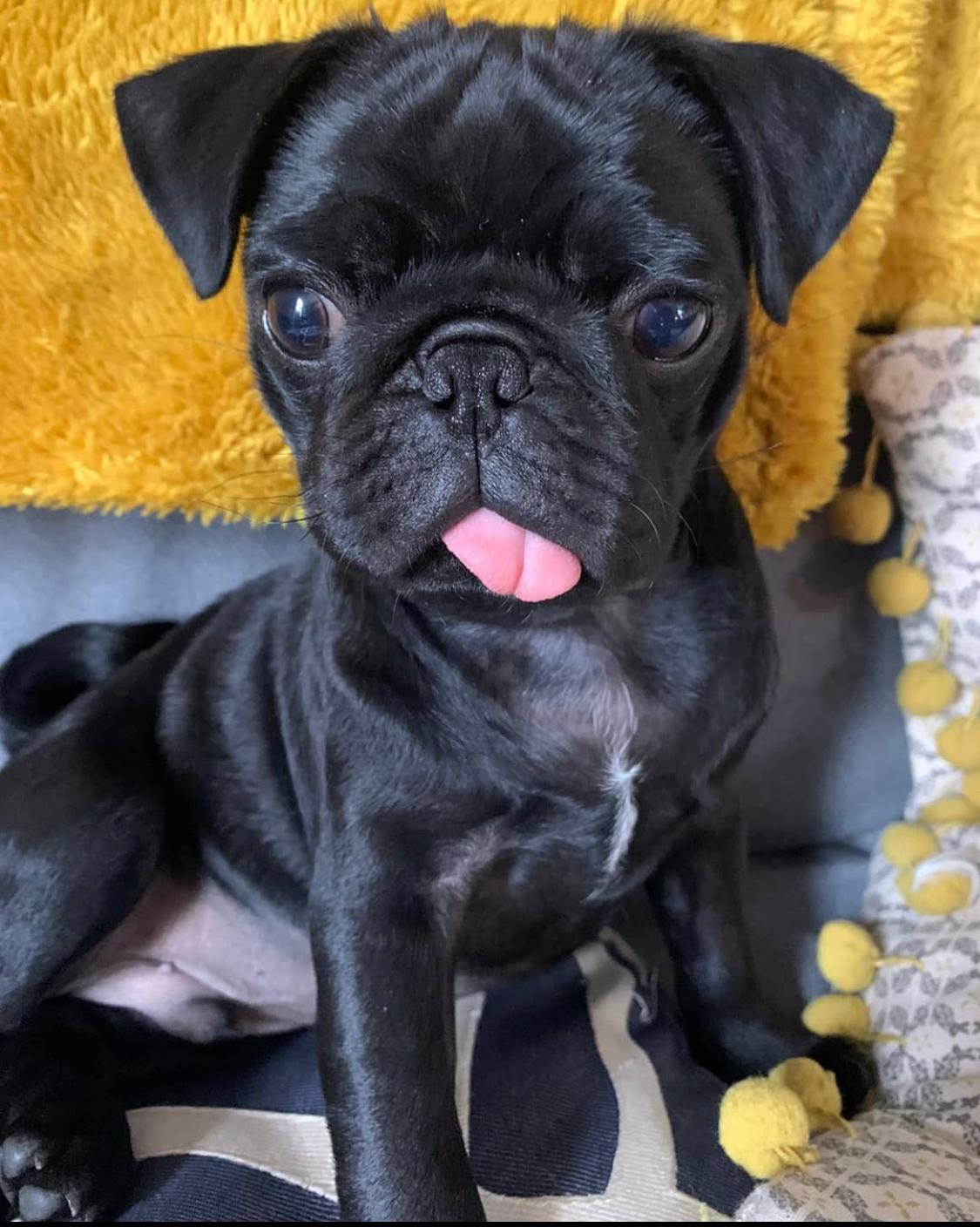 Marlow-male-pug