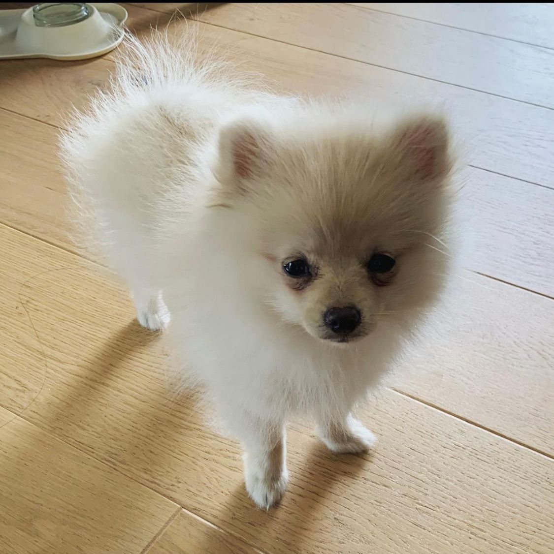 Marshie-male-pom