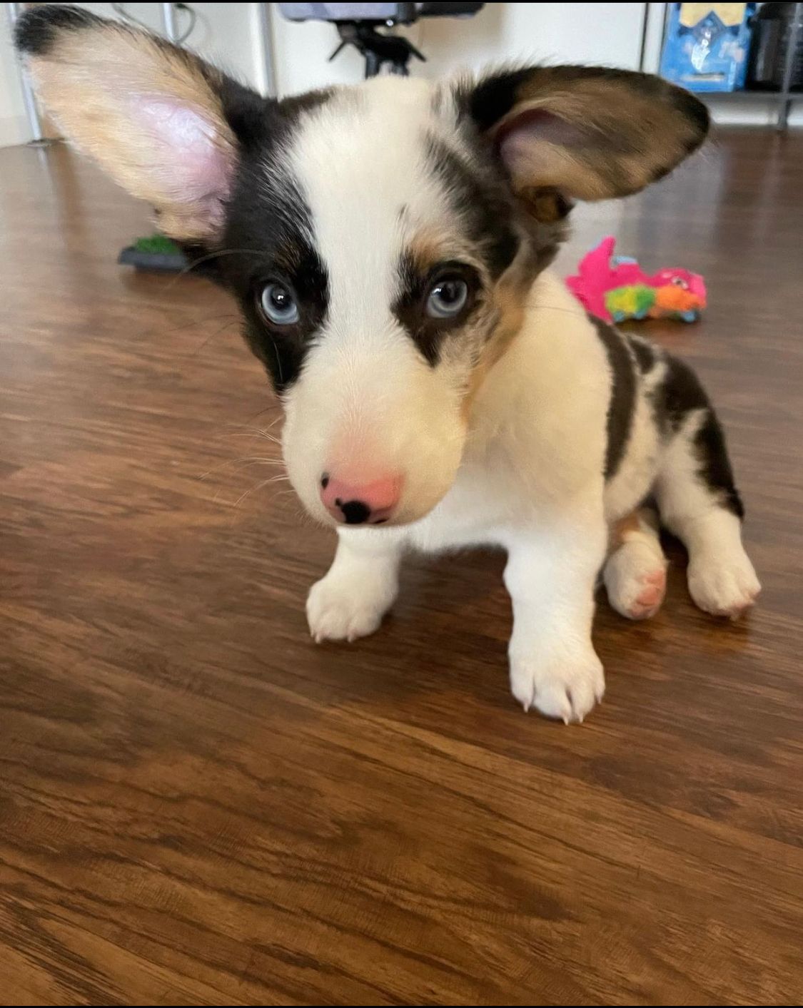 Orio-male-corgi