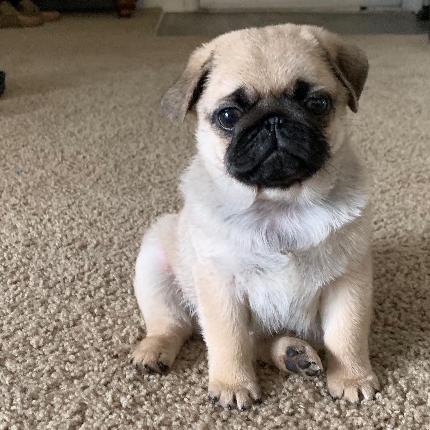 Peaches-female-pug