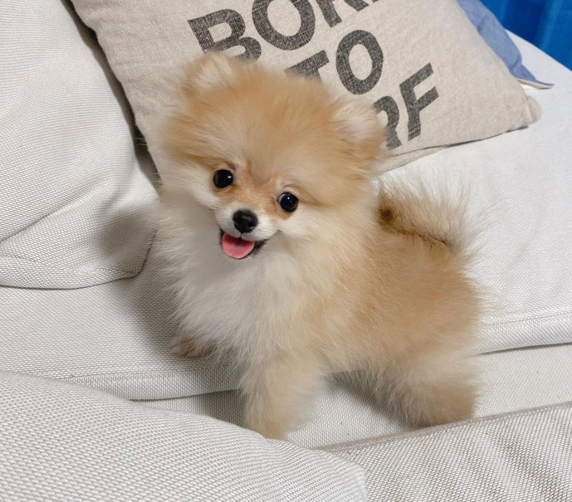 Pon-female-pom