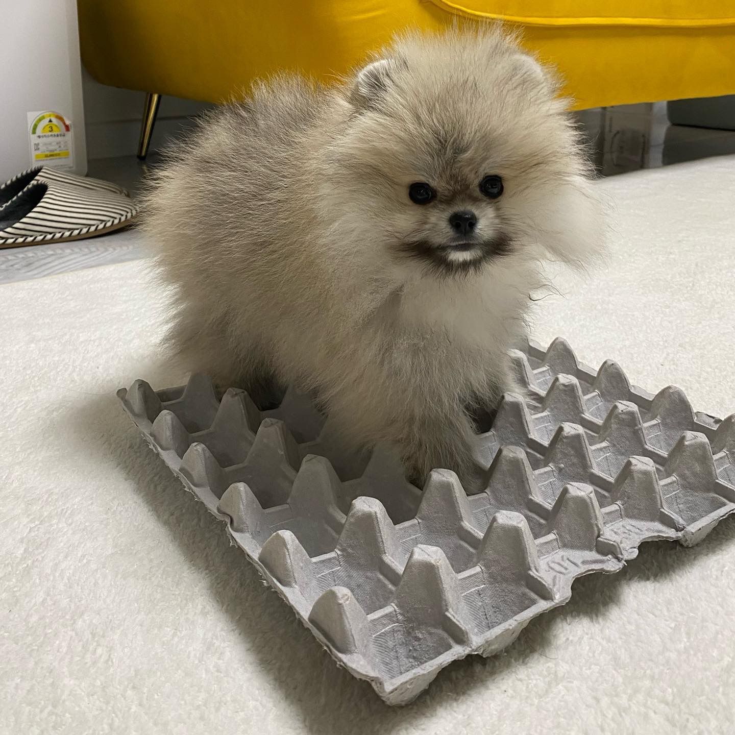 Pookie-female-pom