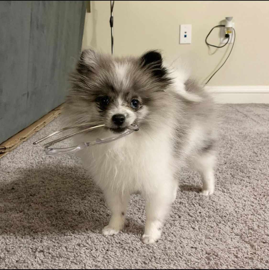 Remy-male-pom