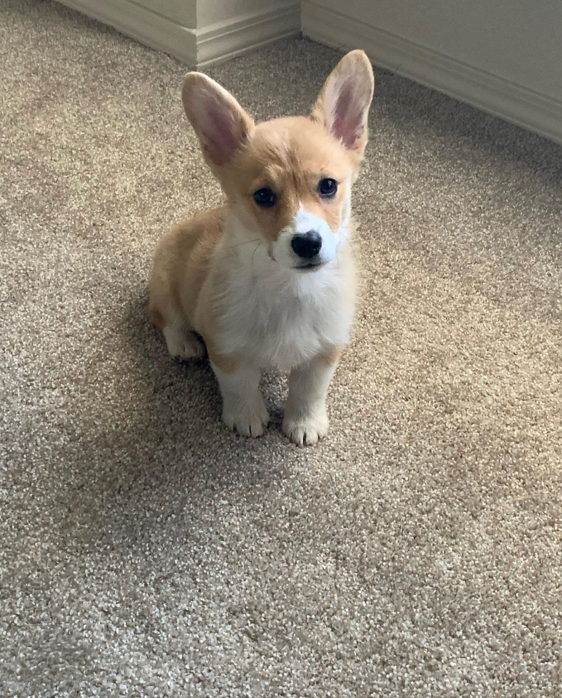 Sweetie -female-corgi