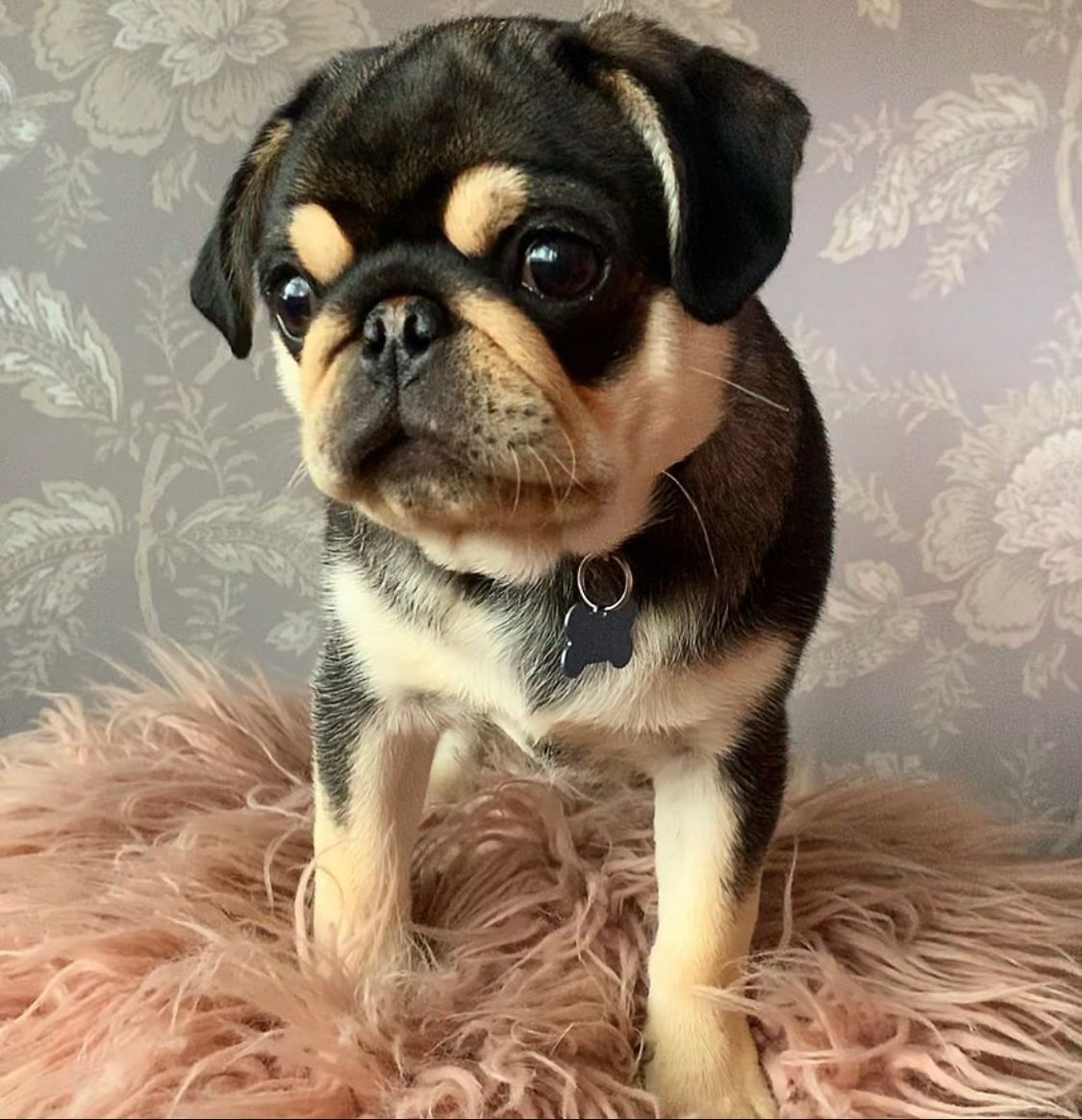 Ted-male-pug