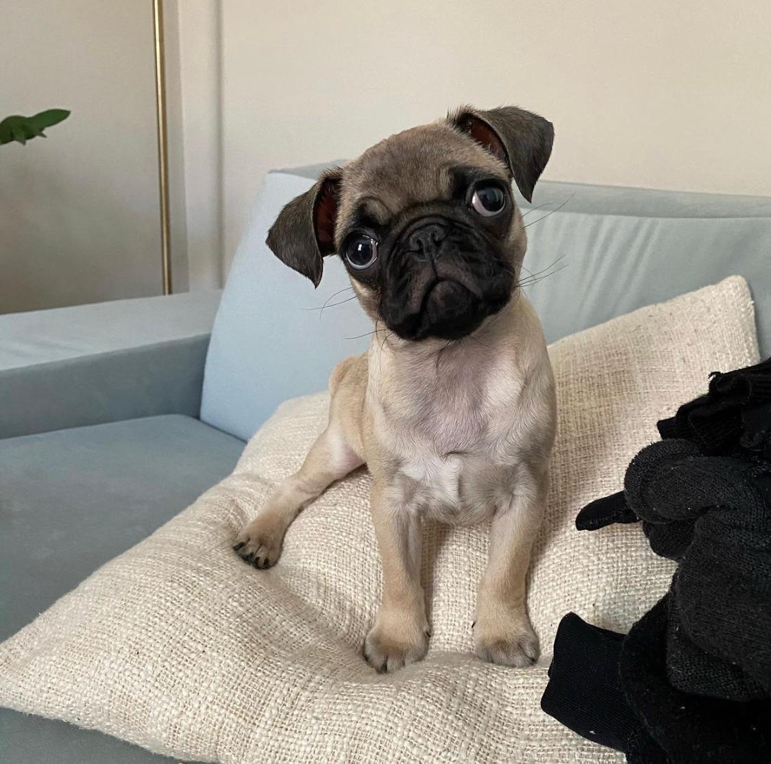 Toast-female-pug