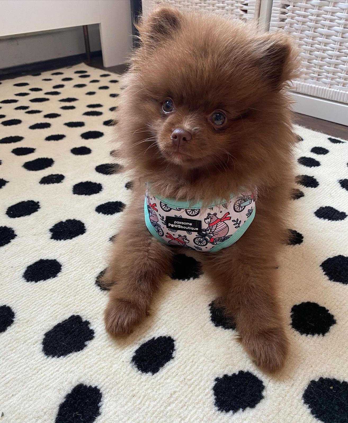 barney-male-pom